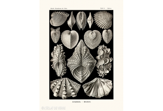 Affiche Acephala