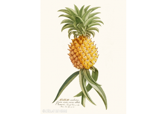 Affiche Ananas